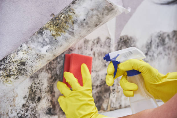 Mold Documentation for Insurance Claims in Buchanan Dam, TX